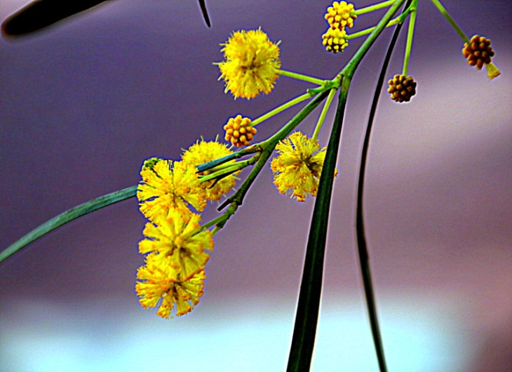 פרח האקציה ללא עיבוד